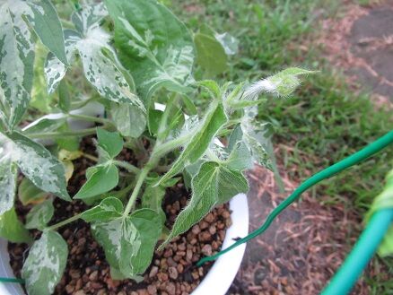 朝顔の行灯仕立て ミセスケイの薔薇コラム