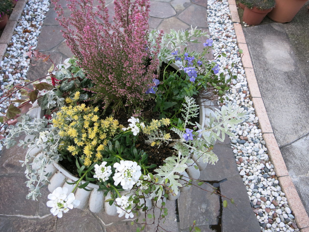 アンティーク鉢の寄せ植え作りました ミセスケイの薔薇コラム