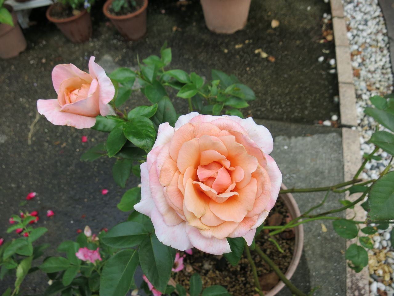 ローズマリーハークネスやニコールなど ミセスケイの薔薇コラム ローズマリーハークネスやニコールなど ミセスケイの薔薇コラム