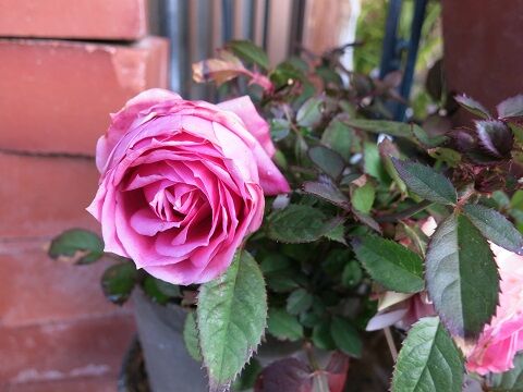 ミニバラとクリスマスローズ ミセスケイの薔薇コラム