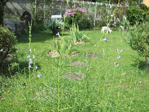コバルトセージ カライトソウなど ミセスケイの薔薇コラム コバルトセージ カライトソウなど ミセスケイの薔薇コラム