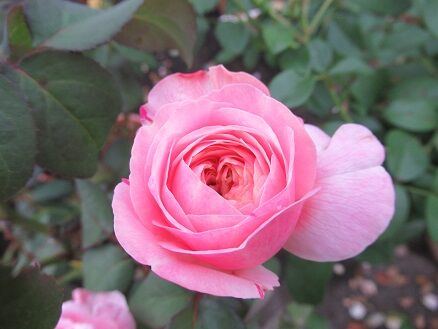 たまき メド セージなど ミセスケイの薔薇コラム