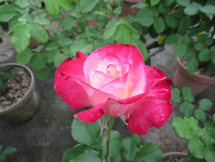 はいからなど : ミセスケイの薔薇コラム
