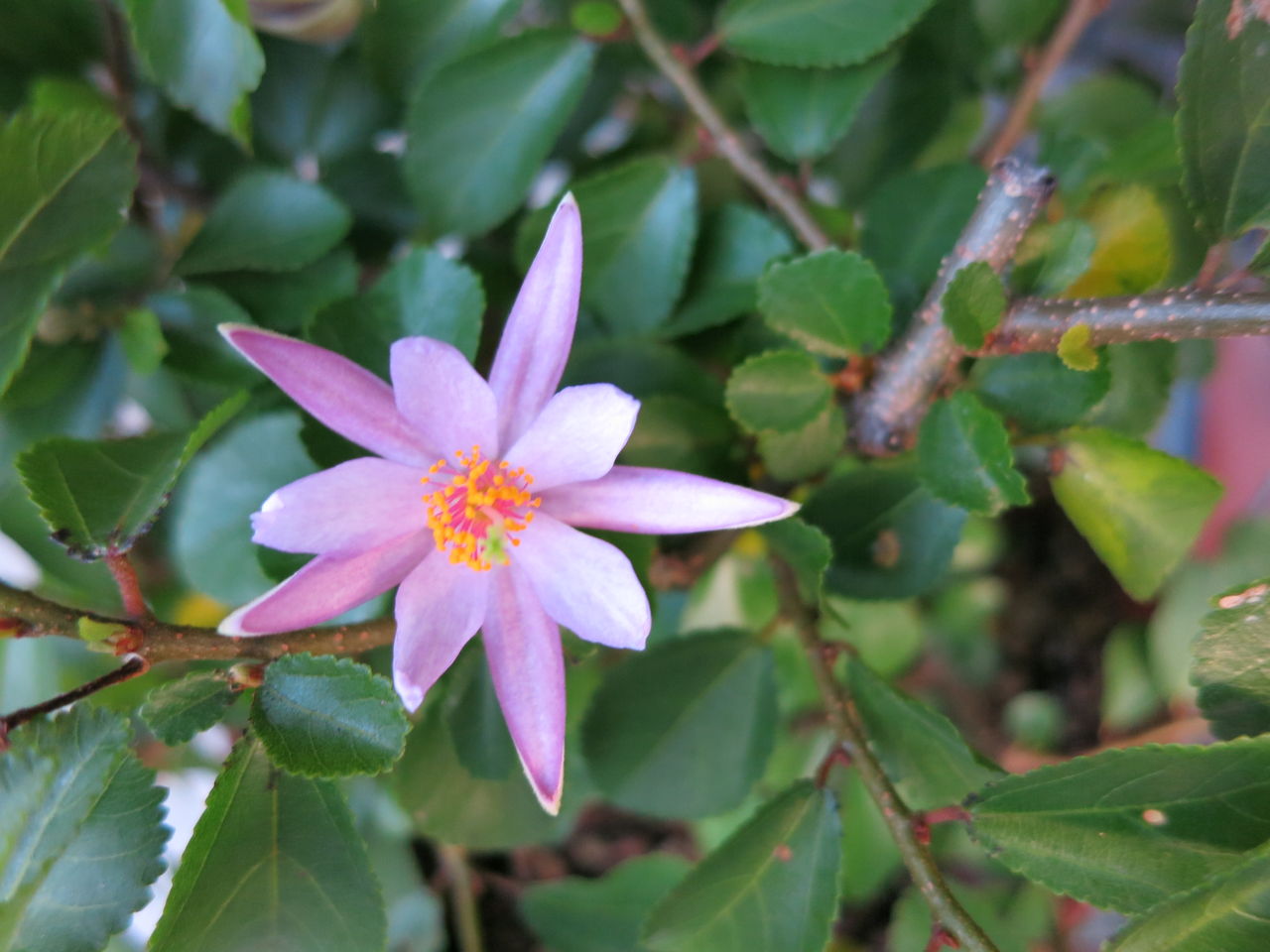 星のようなスイレンボク たくさんのホーム ガーデンなど ミセスケイの薔薇コラム 星のようなスイレンボク たくさんのホーム ガーデンなど ミセスケイの薔薇コラム