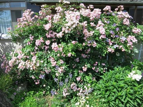バレリーナの剪定誘引 ミセスケイの薔薇コラム バレリーナの剪定誘引 ミセスケイの薔薇コラム