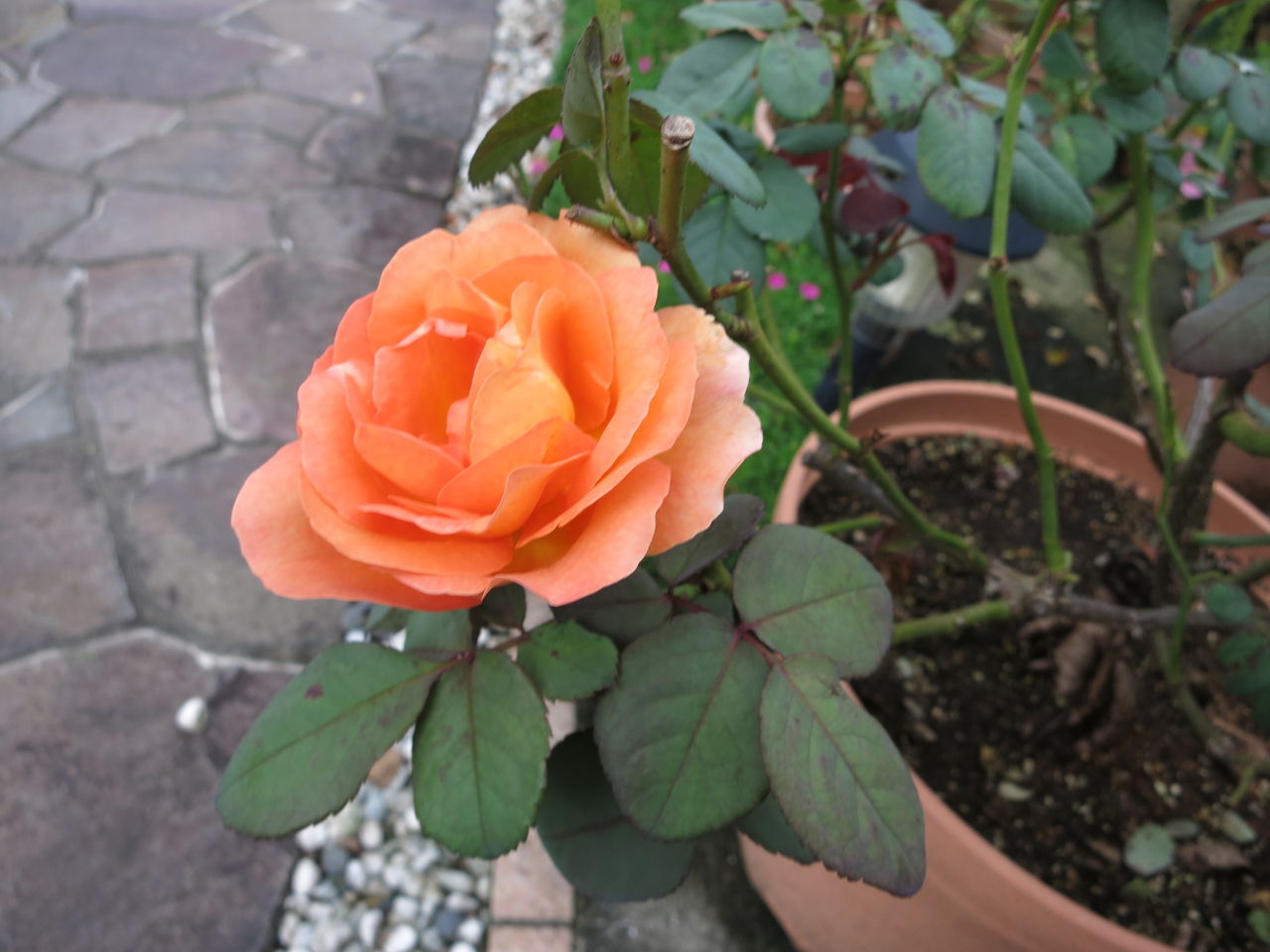 いよいよ夏剪定 でも雨が ミセスケイの薔薇コラム