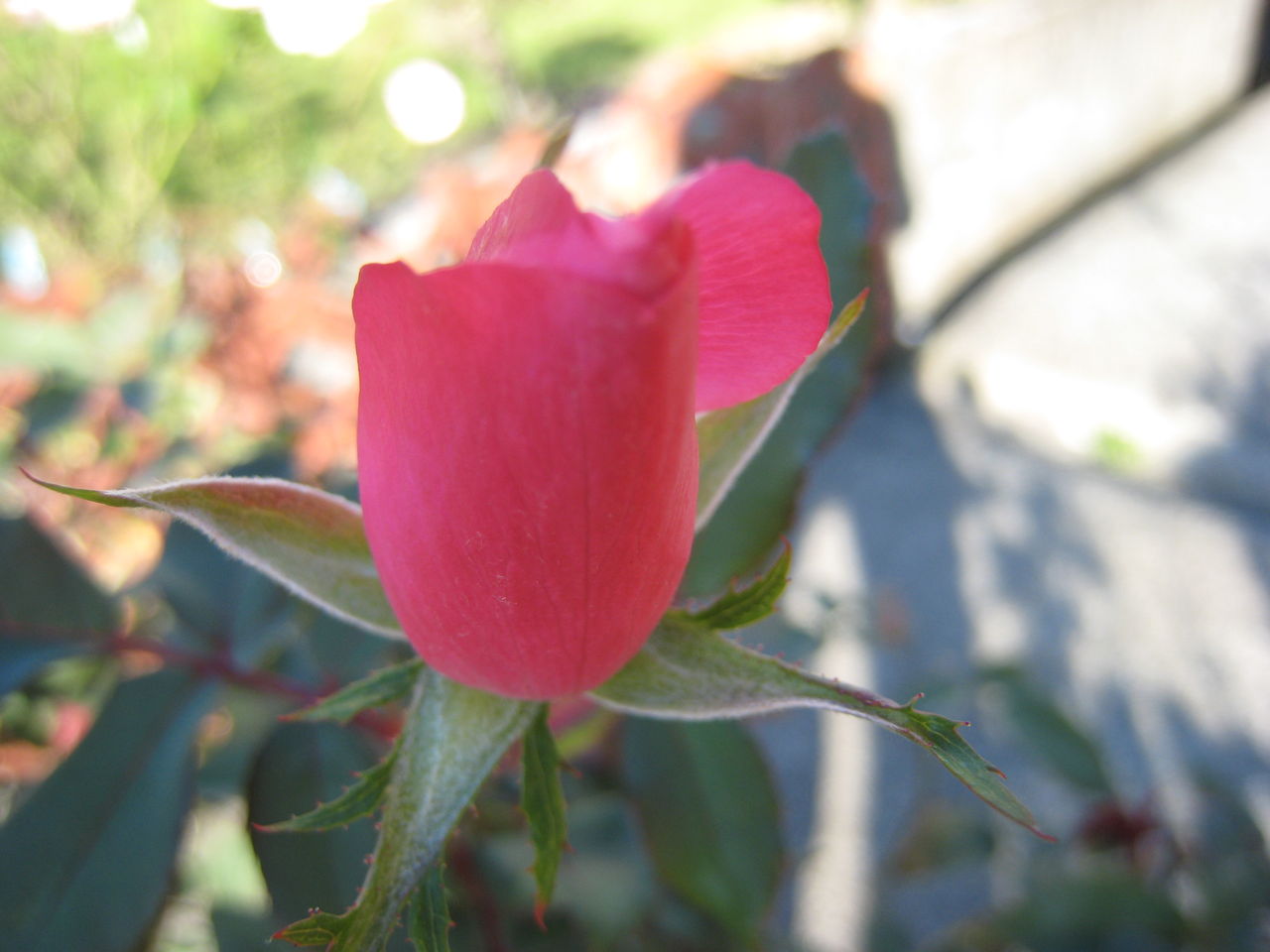 ピンクノックアウトとフランシスデュブリュイ ミセスケイの薔薇コラム