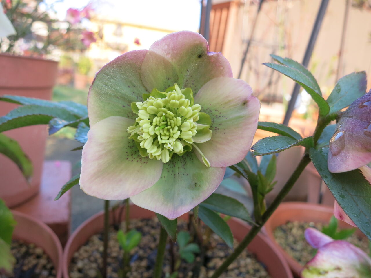 今年咲かなかったクリスマスローズ ミセスケイの薔薇コラム 今年咲かなかったクリスマスローズ ミセスケイの薔薇コラム