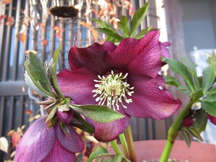 新発売の ボリューム満点！溢れる花、花！クリスマスローズ - 植物 ...