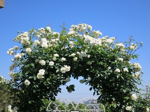ツルアイスバーグの剪定誘引 ミセスケイの薔薇コラム ツルアイスバーグの剪定誘引 ミセスケイの薔薇コラム