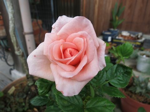 IMG_8853
