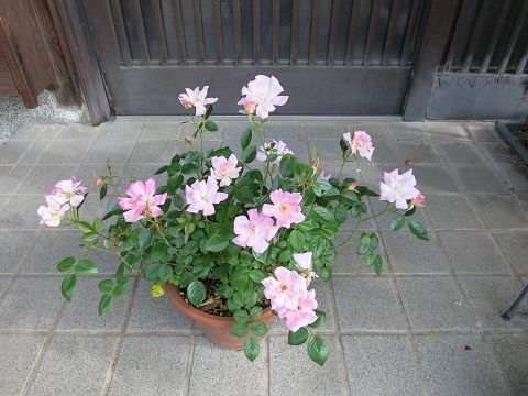 IMG_5605