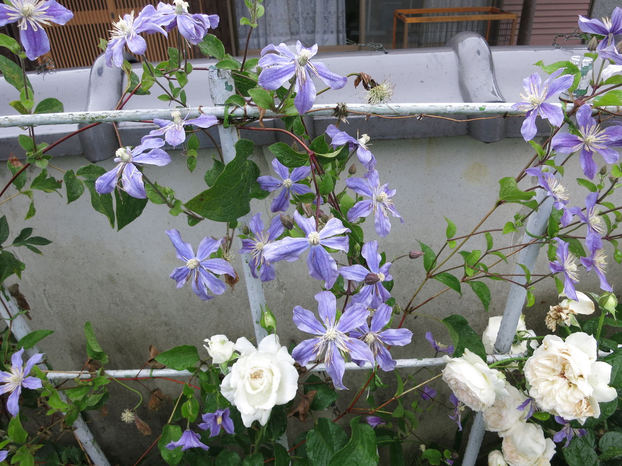 雨の中のシェアマジック アラベラ アジサイマリンブルーなど ミセスケイの薔薇コラム