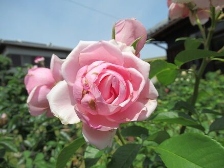 花持ち比較2日目 ミセスケイの薔薇コラム
