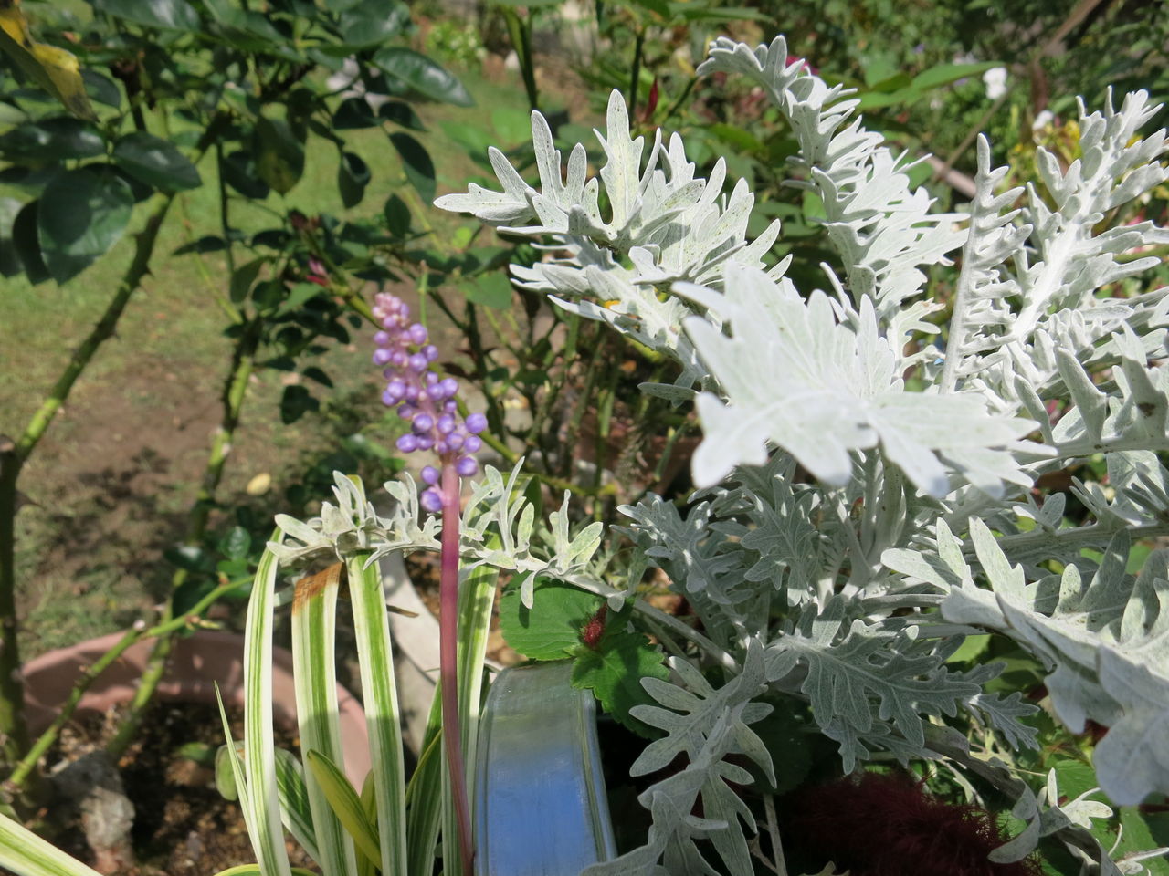 ヤブランの花と その寄せ植えなど ミセスケイの薔薇コラム