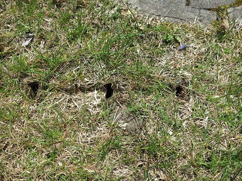 芝生の根切り 穴あけ 施肥しました ミセスケイの薔薇コラム 芝生の根切り 穴あけ 施肥しました ミセスケイの薔薇コラム