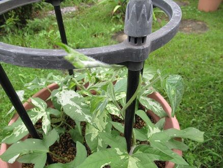 朝顔の行灯仕立て ミセスケイの薔薇コラム