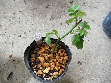 水挿し 挿し木の中間報告 ミセスケイの薔薇コラム