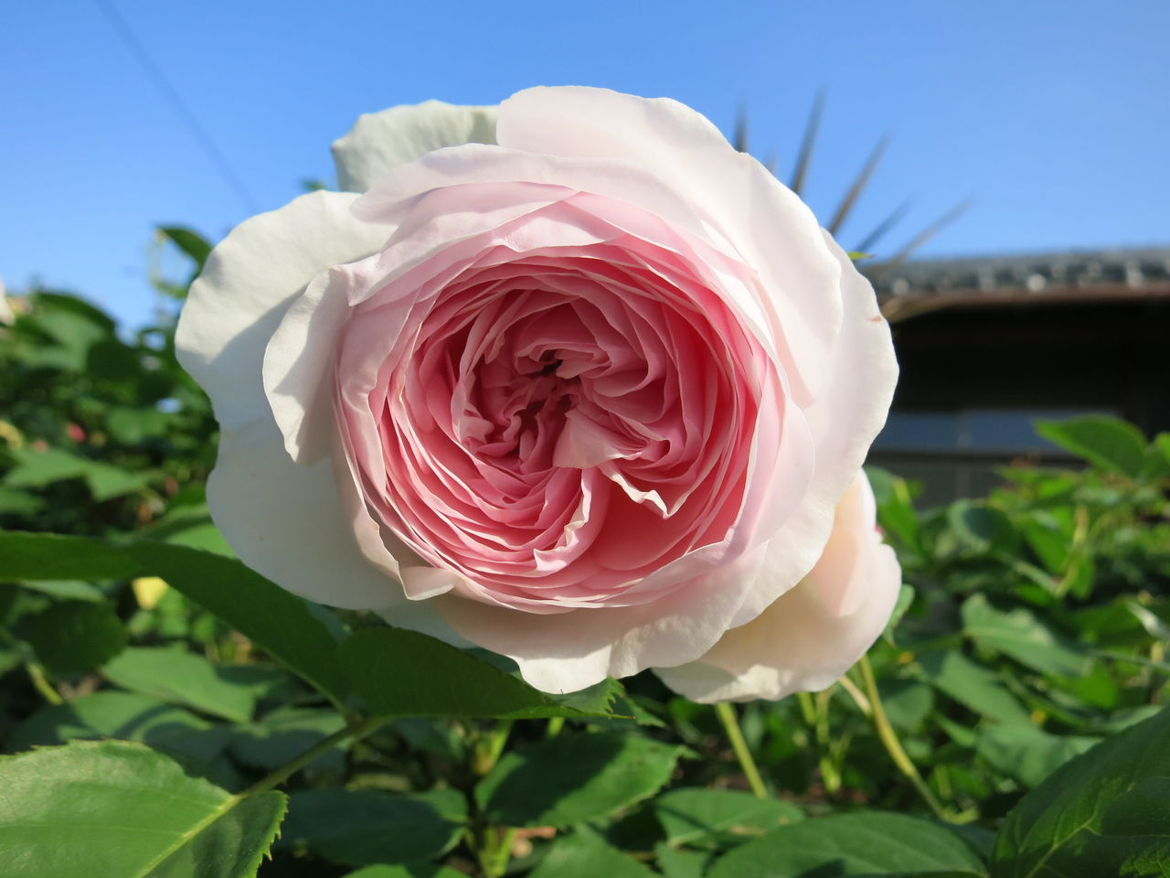 今朝のローズマリーハークネス 薫乃など ミセスケイの薔薇コラム 今朝のローズマリーハークネス 薫乃など ミセスケイの薔薇コラム