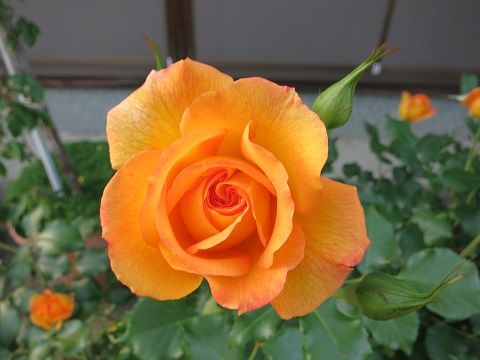 IMG_7174