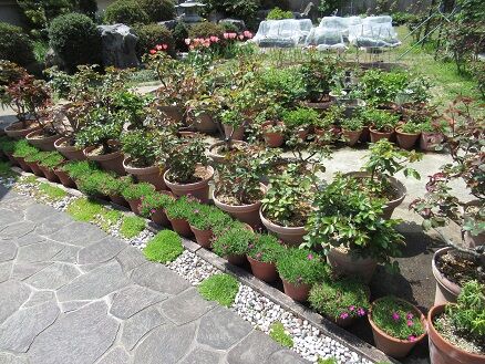 クリスマスローズの切り花 ミセスケイの薔薇コラム