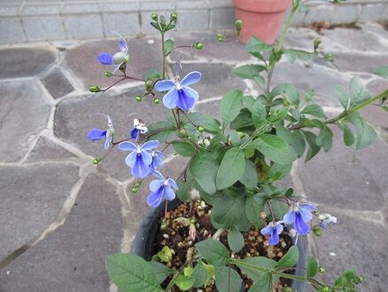 ブルーウイングなど ミセスケイの薔薇コラム