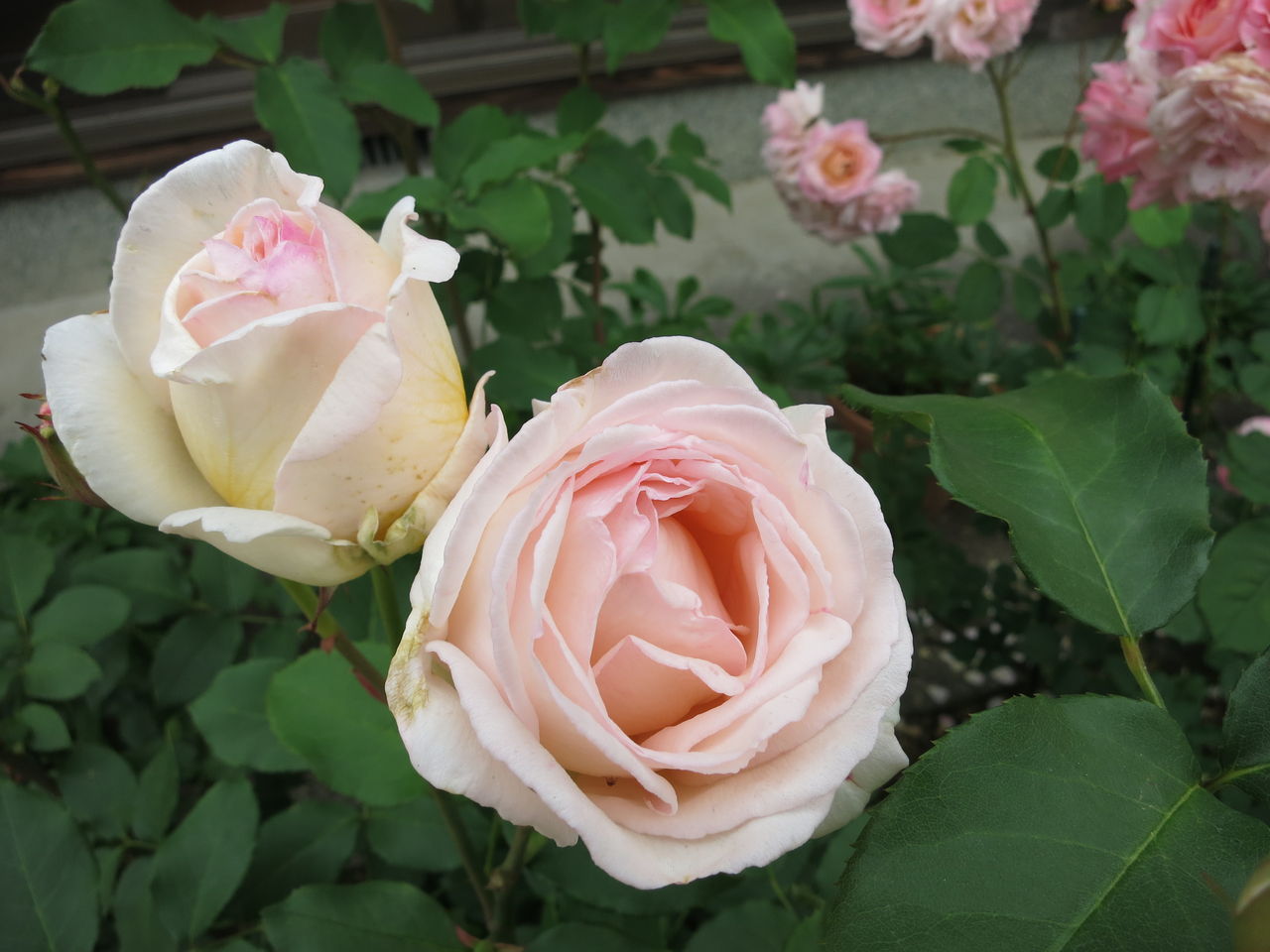 薫乃 ジャルダンドゥフランス キンケイギクとメドーセージ ミセスケイの薔薇コラム