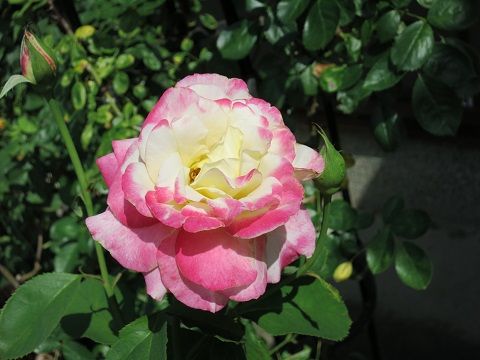 IMG_6343