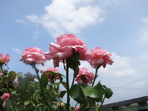 IMG_7511