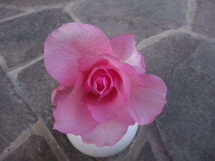 花持ちが良い切り花品種 ミセスケイの薔薇コラム