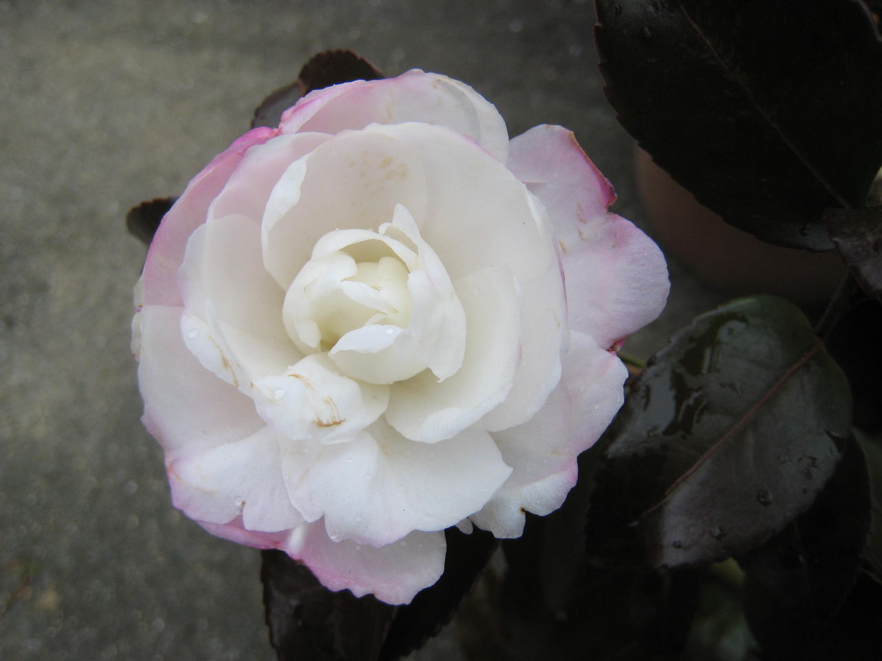 サザンカ朝倉とクリスマスローズ ミセスケイの薔薇コラム