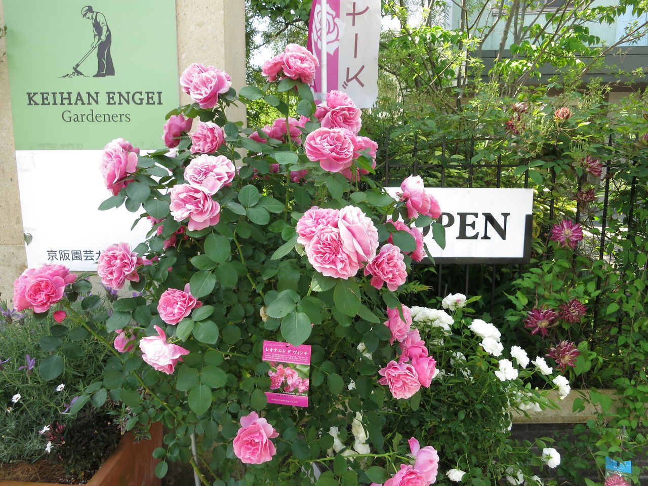 京阪園芸に行ってバラ苗買ってきました ミセスケイの薔薇コラム 京阪園芸に行ってバラ苗買ってきました ミセスケイの薔薇コラム