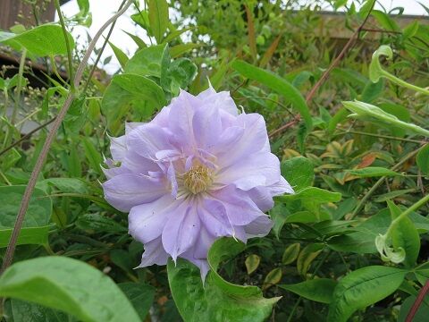 ベルオブウォーキングの剪定誘引 ミセスケイの薔薇コラム ベルオブウォーキングの剪定誘引 ミセスケイの薔薇コラム