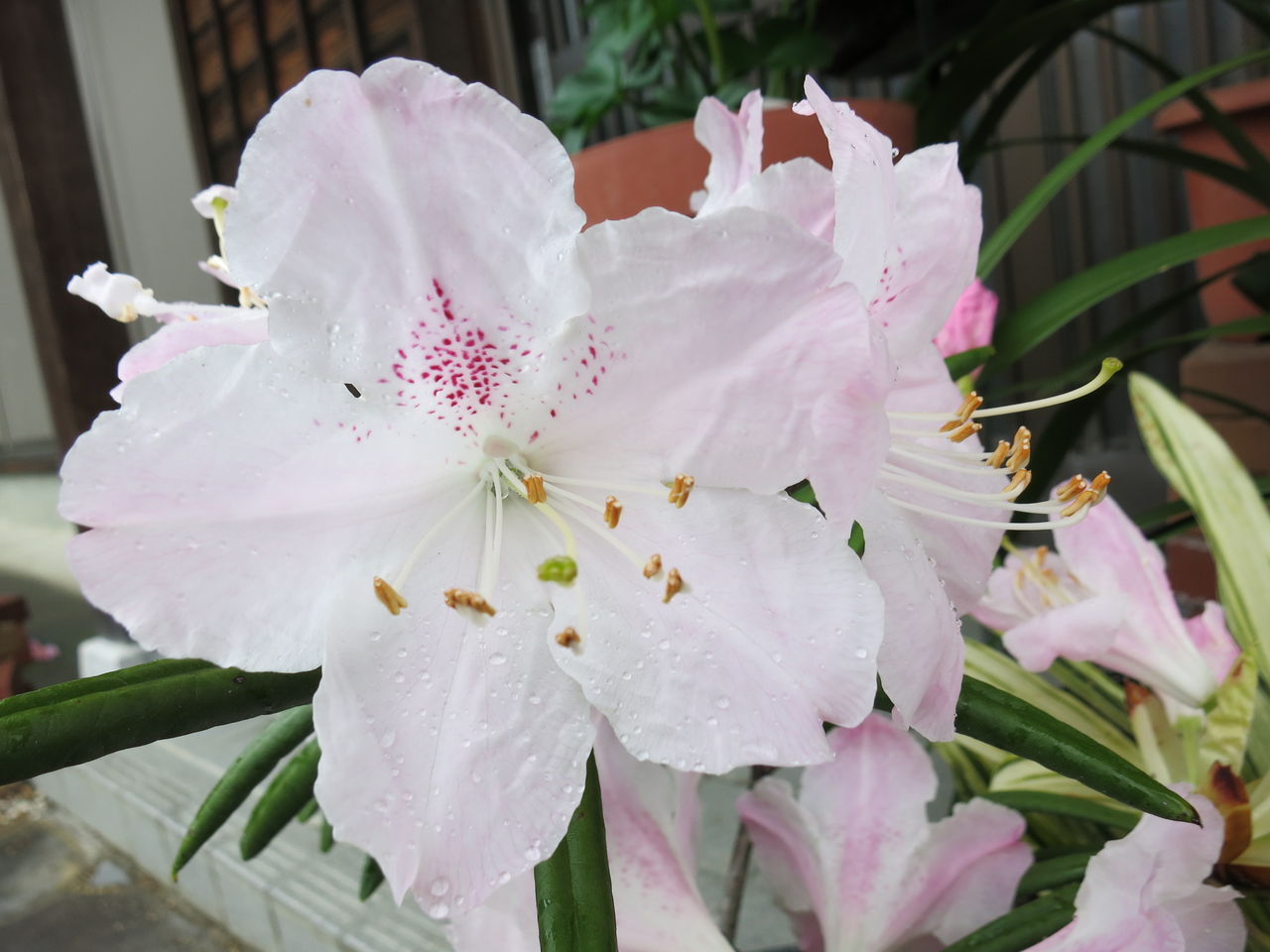 日本シャクナゲ京の華など : ミセスケイの薔薇コラム