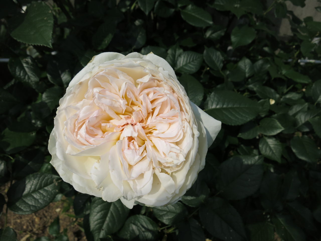ボレロの剪定しました ミセスケイの薔薇コラム ボレロの剪定しました ミセスケイの薔薇コラム
