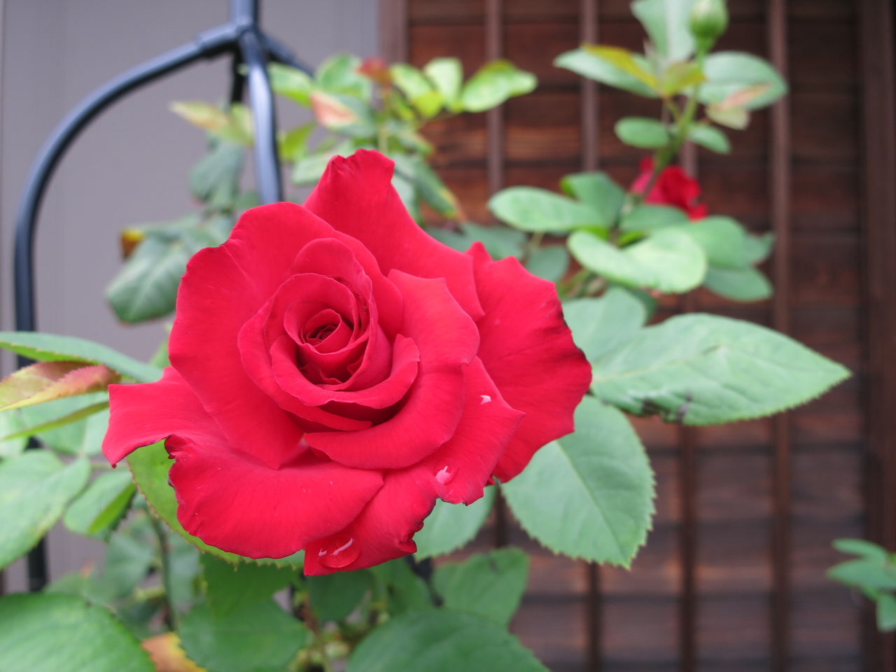 情熱的なグランデアモーレ ピンクが可愛いキャンディフレア ミセスケイの薔薇コラム