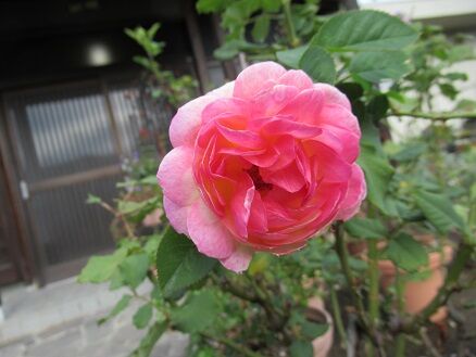 アンジェラなど ミセスケイの薔薇コラム アンジェラなど ミセスケイの薔薇コラム