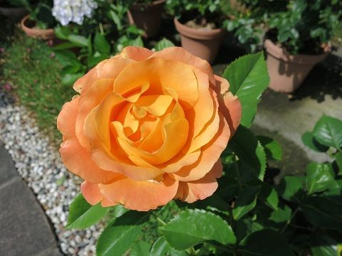 IMG_6333
