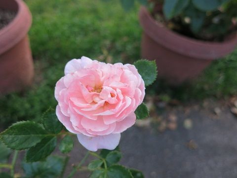 IMG_6296