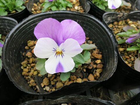 バラの下にパンジービオラ植えました ミセスケイの薔薇コラム