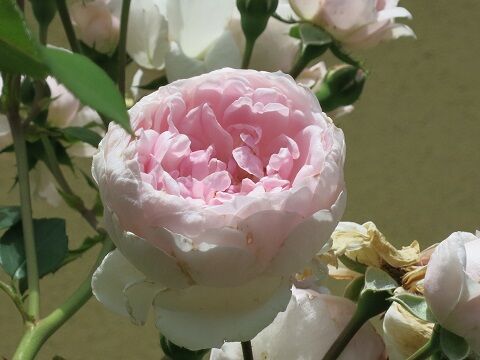 つるバラシンデレラの剪定誘引 ミセスケイの薔薇コラム