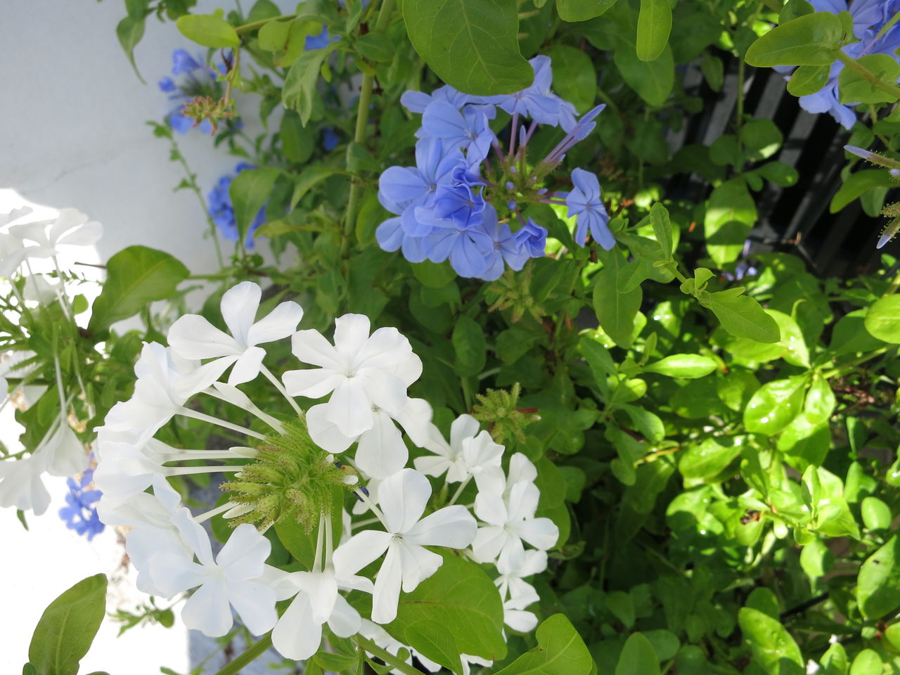 今朝のルリマツリ セプタードアイルなど ミセスケイの薔薇コラム