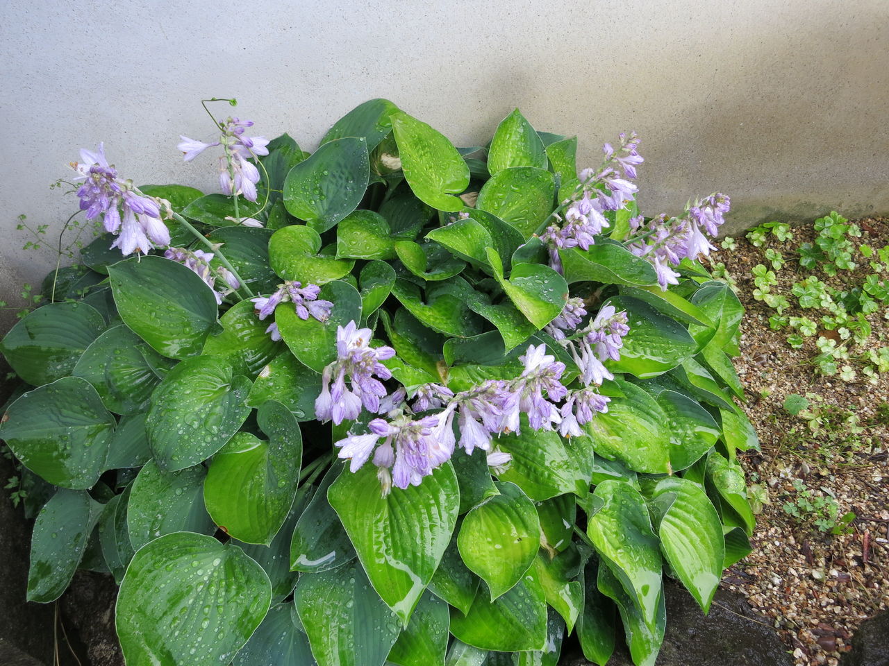 ギボウシの花とマリンブルー ミセスケイの薔薇コラム