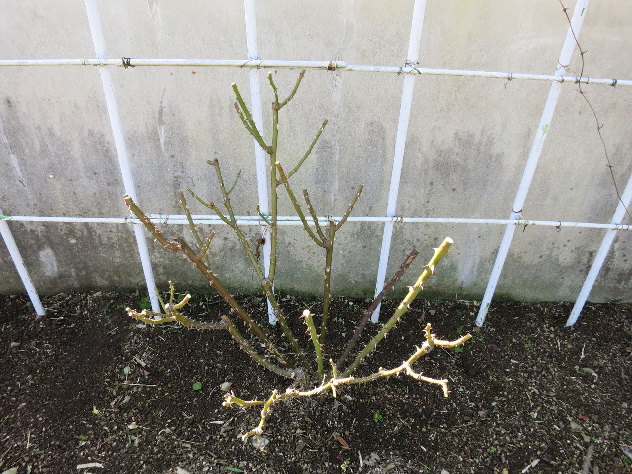 ボレロの剪定しました ミセスケイの薔薇コラム ボレロの剪定しました ミセスケイの薔薇コラム