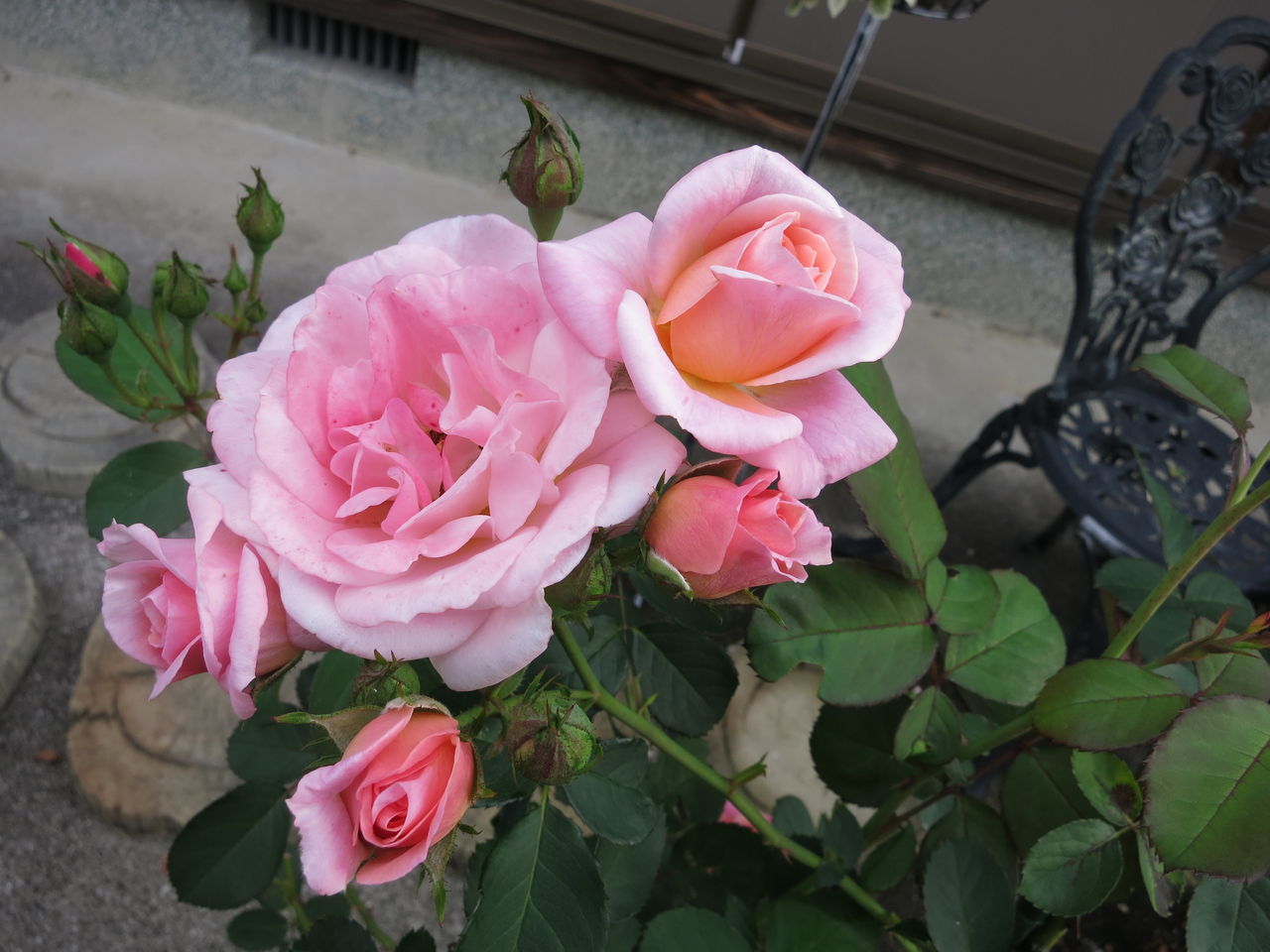 フロリバンダの草分け的存在のバラ ピノキオなど ミセスケイの薔薇コラム