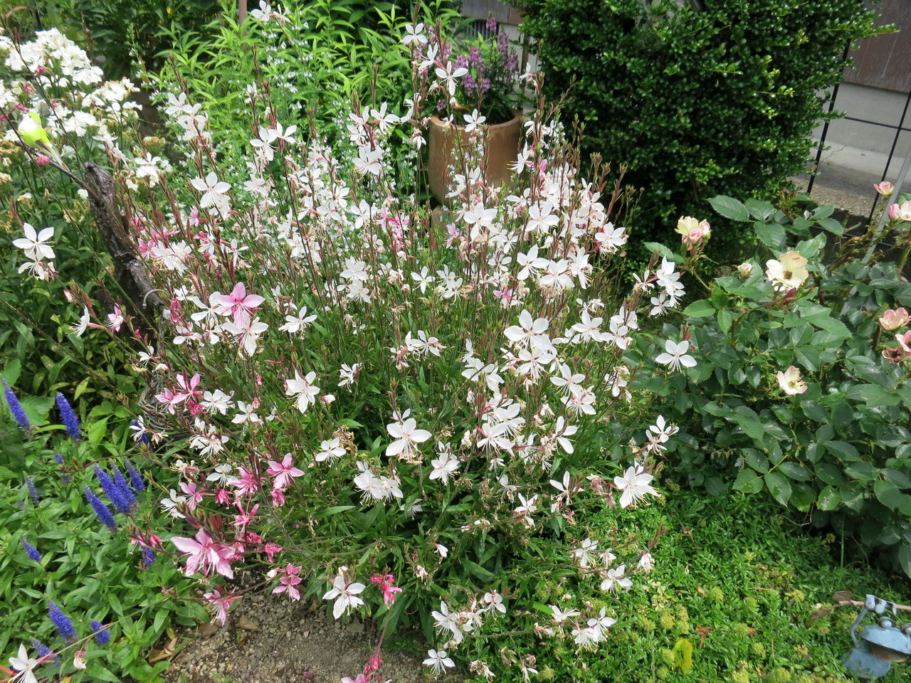 ミセスケイの薔薇コラム ガウラ