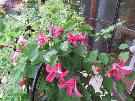 カイウやプリンセスダイアナの剪定 ミセスケイの薔薇コラム カイウやプリンセスダイアナの剪定 ミセスケイの薔薇コラム