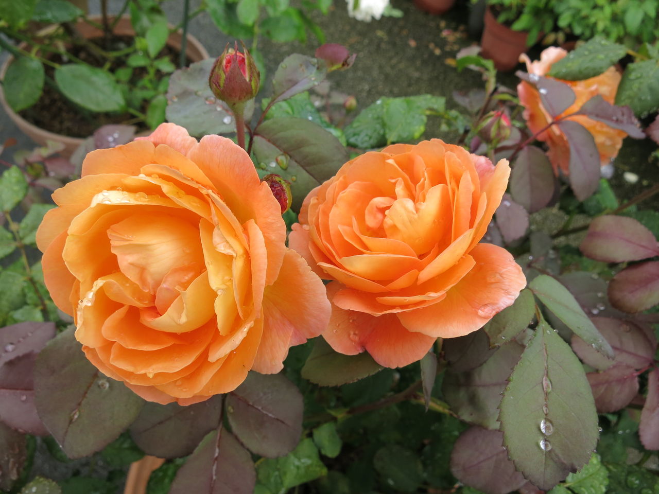 暴風に耐えたレディエマハミルトン ミセスケイの薔薇コラム