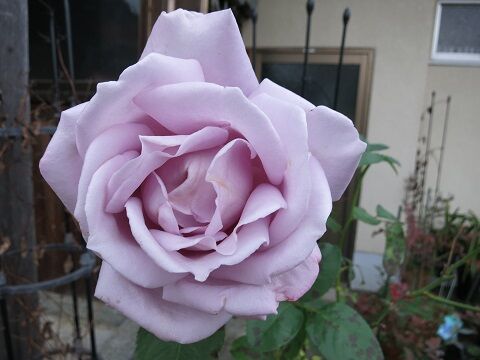 ブルームーン ローズマリーハークネス ミセスケイの薔薇コラム ブルームーン ローズマリーハークネス ミセスケイの薔薇コラム