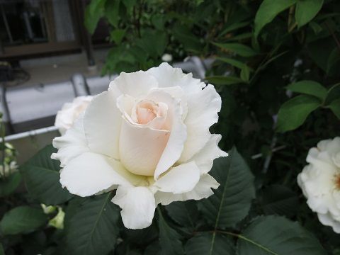 IMG_5612